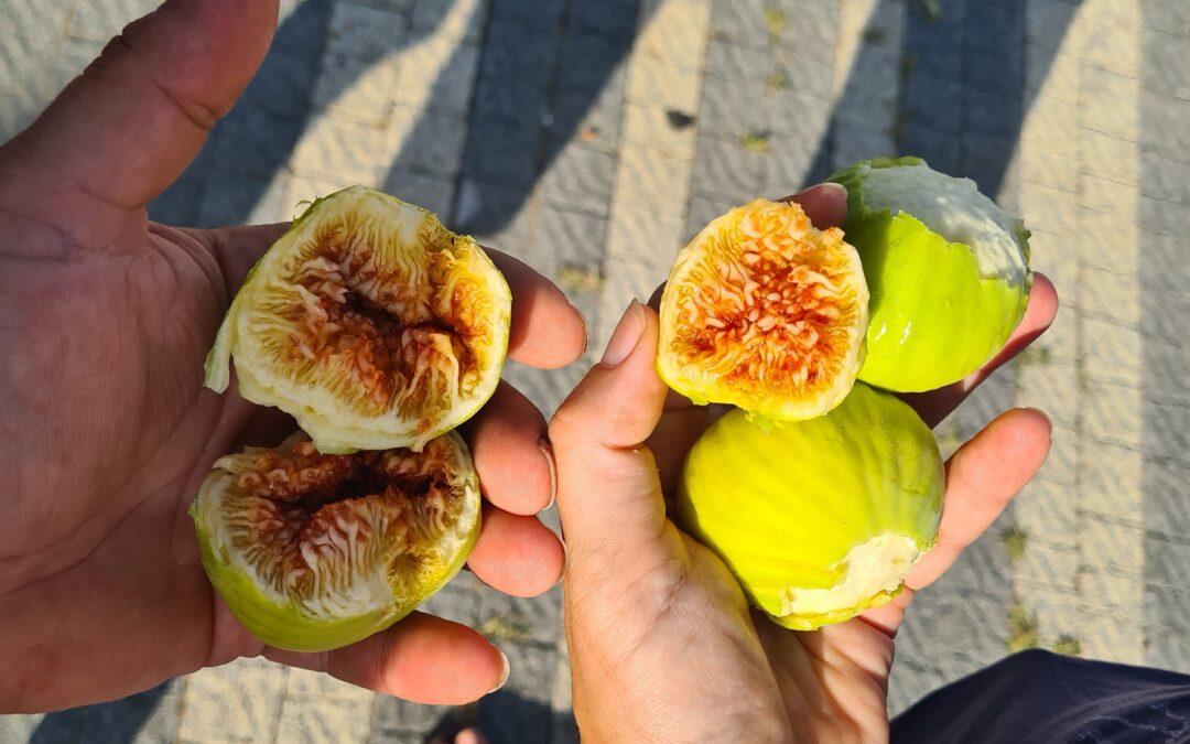 Vom Wolfsbarsch in die Türkei